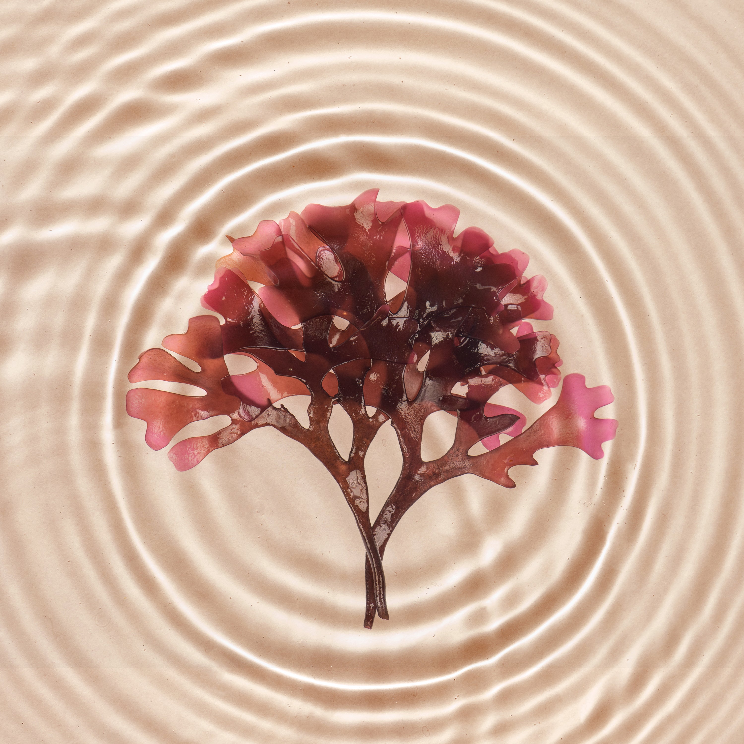 Lifespan Skin Restorer Natural Skin Care for a Radiant Glow