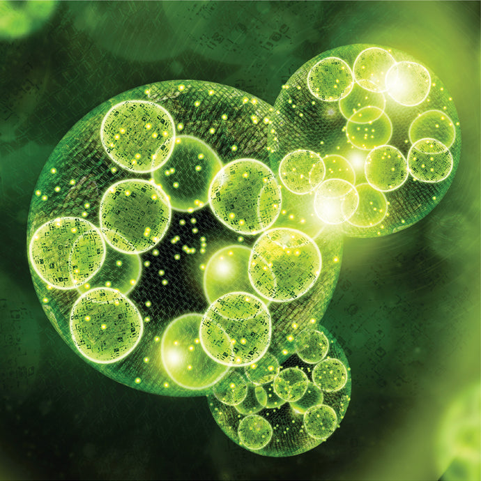 Lifespan Health Restorer Lifespan Dermatology